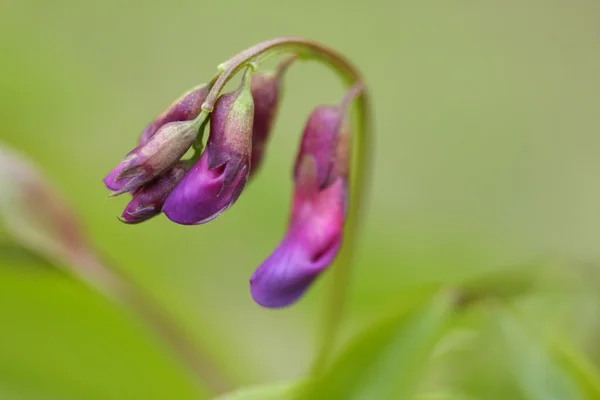 stock image Wild spring Lathyrus vernus