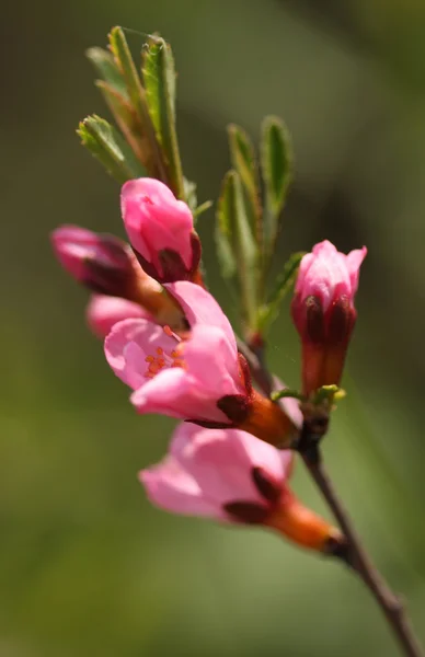 春の野の花 — ストック写真
