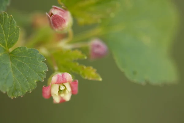 Flowers of a currant — Stock Photo, Image
