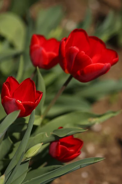 Blommor av tulpaner — Stockfoto
