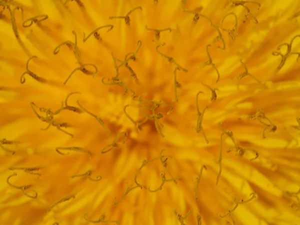 stock image Structure. A flower of a dandelion