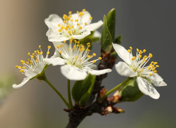 Kvetoucí strom švestky — Stock fotografie