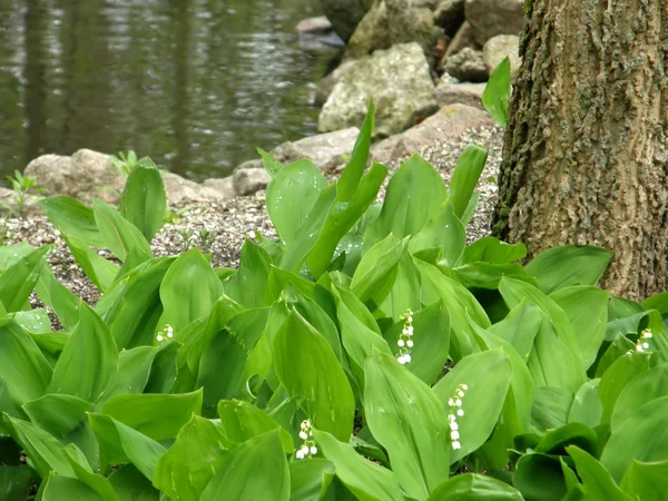 Wood lilies of the valley. — Stock Photo, Image