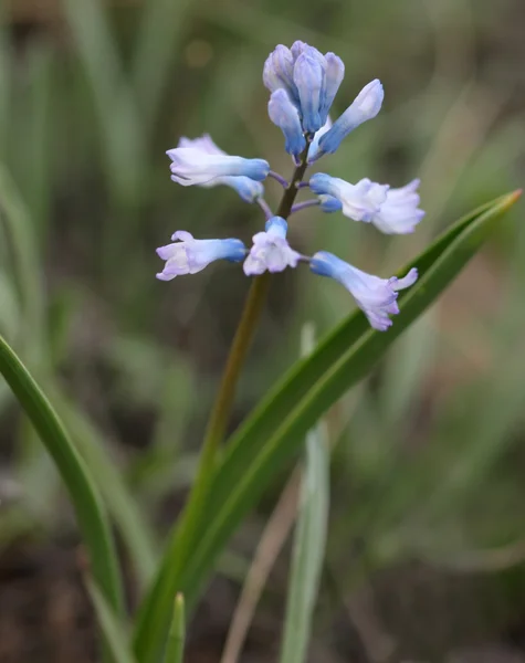 Wild spring hyacinths — Stock Photo, Image