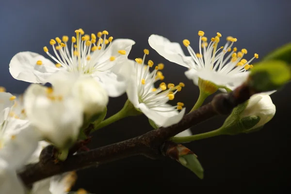 Kvetoucí strom švestky — Stock fotografie