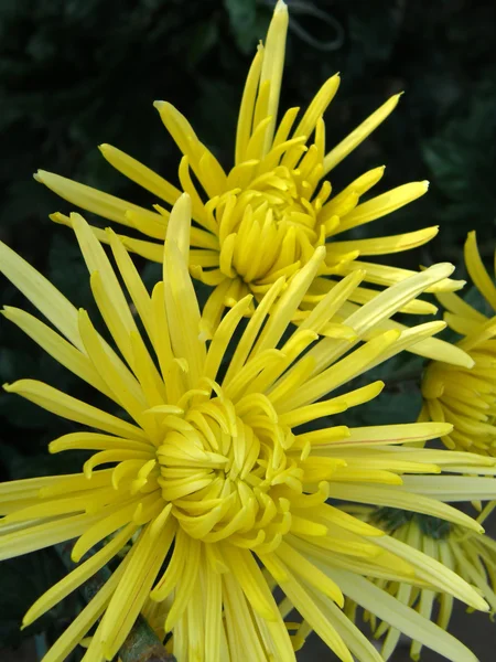 Flor de um crisântemo — Fotografia de Stock