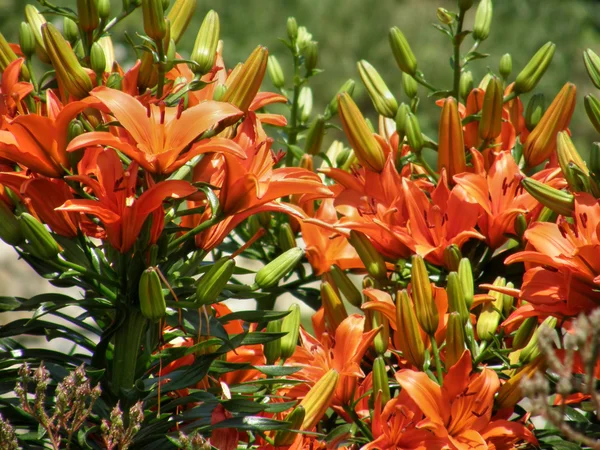 stock image Tropical flowers.