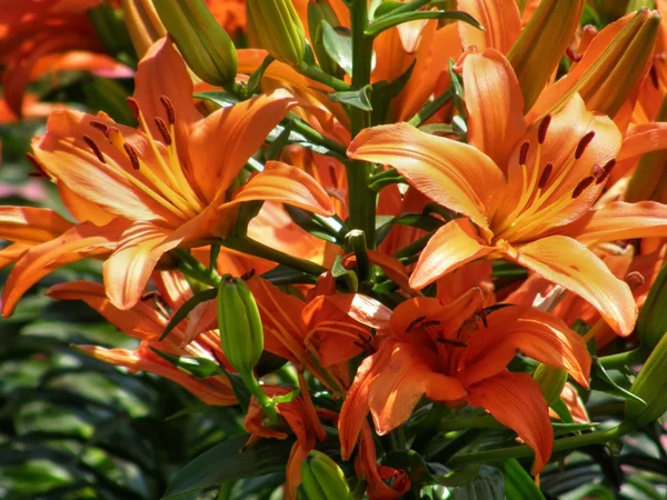 Stock image Tropical flowers.