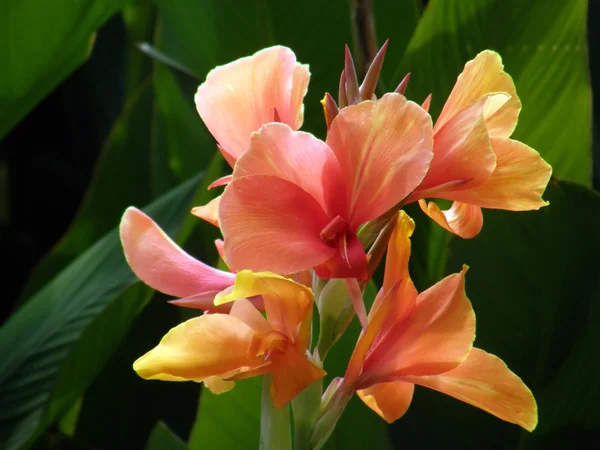 Kwiaty tropikalne. — Zdjęcie stockowe