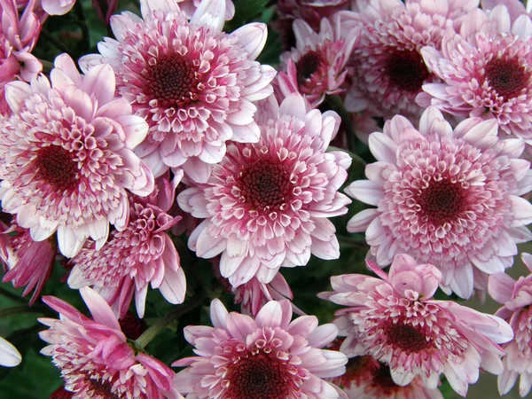 Blommor av krysantemum — Stockfoto