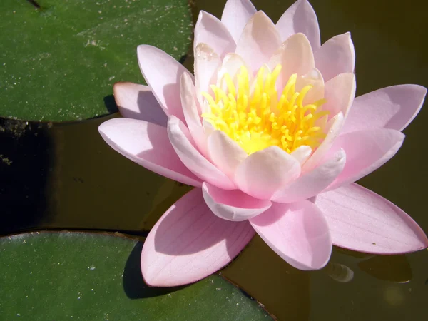 stock image Water lily