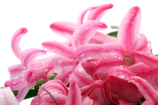 Цветы гиацинтов . — стоковое фото