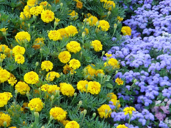 stock image Tropical flowers.