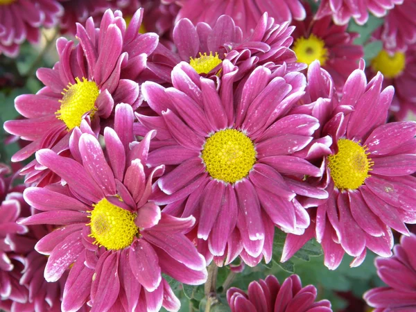 ดอกไม้ของดอกเบญจมาศ — ภาพถ่ายสต็อก