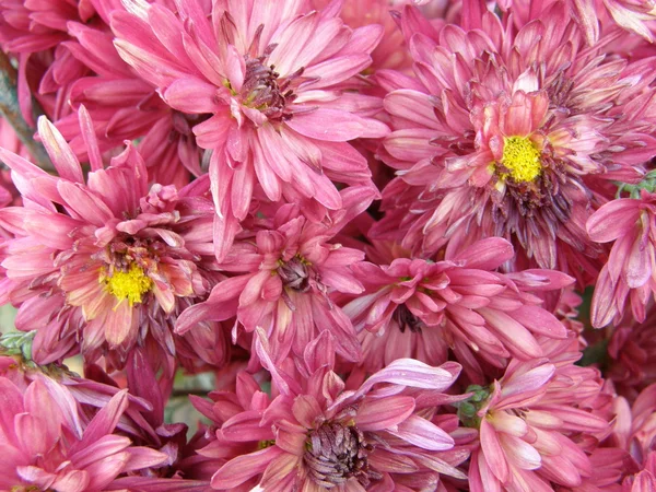 Bloemen van chrysanten — Stockfoto