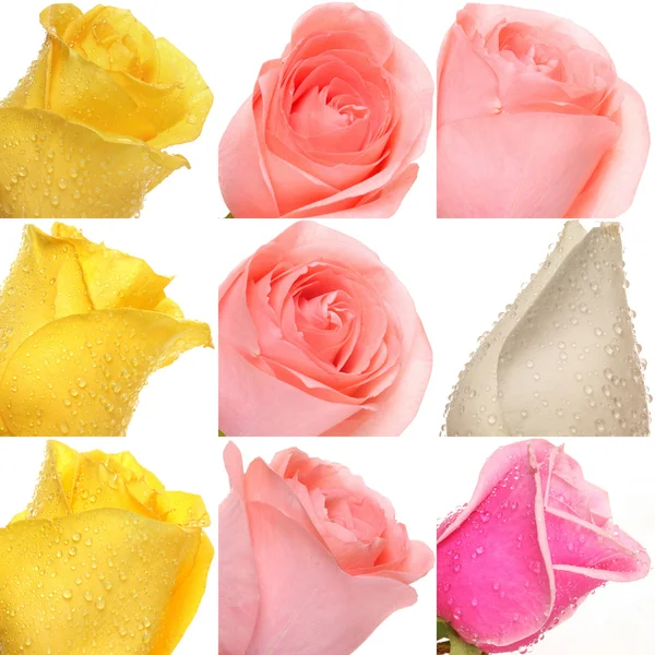 Collage of roses from photos — Stock Photo, Image