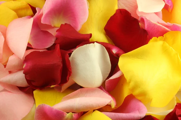 Stock image Petals of a rose.