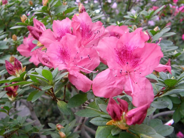Flower of an azalea. Rhododendron — Stock Photo, Image