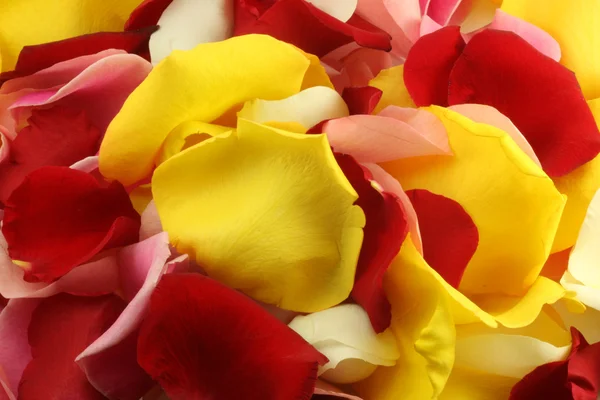Blütenblätter einer Rose. — Stockfoto