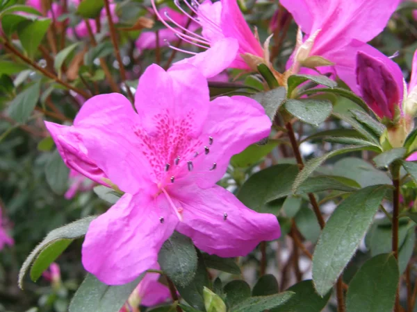 Fleur d'azalée. Rhododendron — Photo