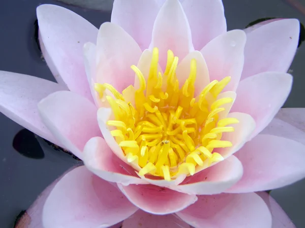 Water lily Stock Picture