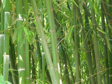 bambu korusu.