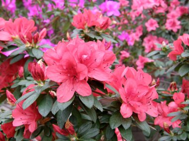 Flower of an azalea. Rhododendron clipart