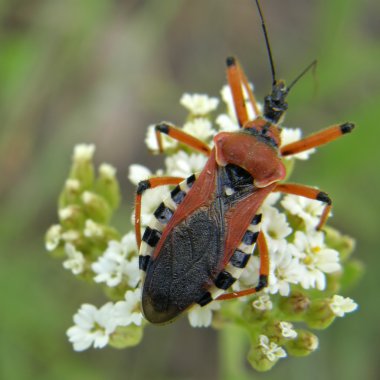 Bug on a flower clipart