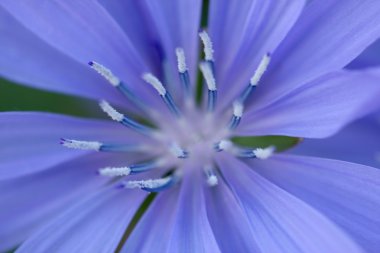 Chicory. clipart