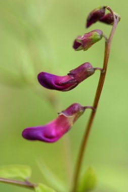 vahşi bahar lathyrus vernus