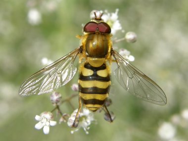 Bee on a flower clipart