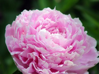 çiçekler. Peonies