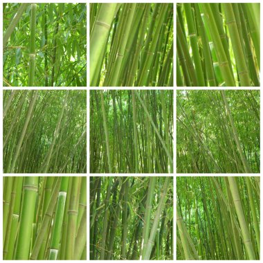 Bambu dokuz fotoğraf kolaj
