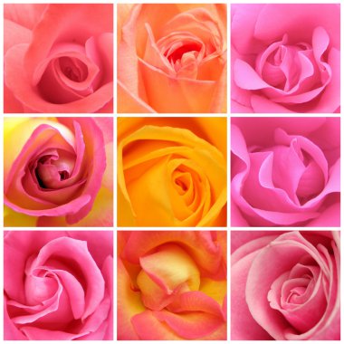 Collage of roses from nine photos clipart