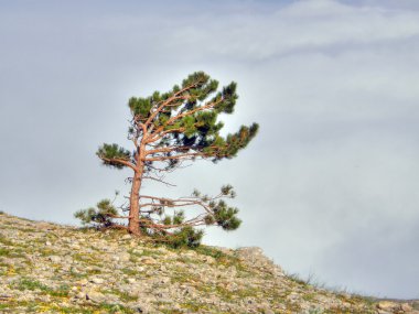 manzara. Kırım. Ukrayna.