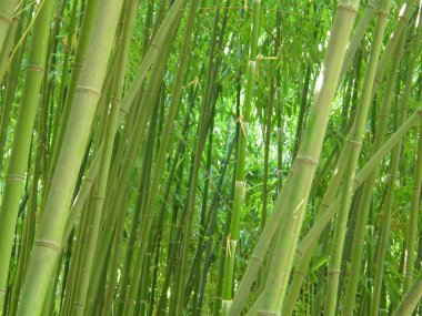 bambu korusu.