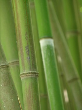 bambu korusu.