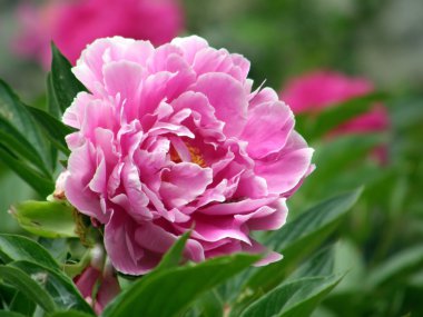 çiçekler. Peonies