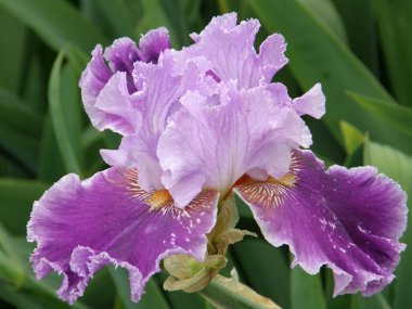 Flower of an iris clipart