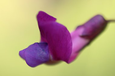 vahşi bahar lathyrus vernus