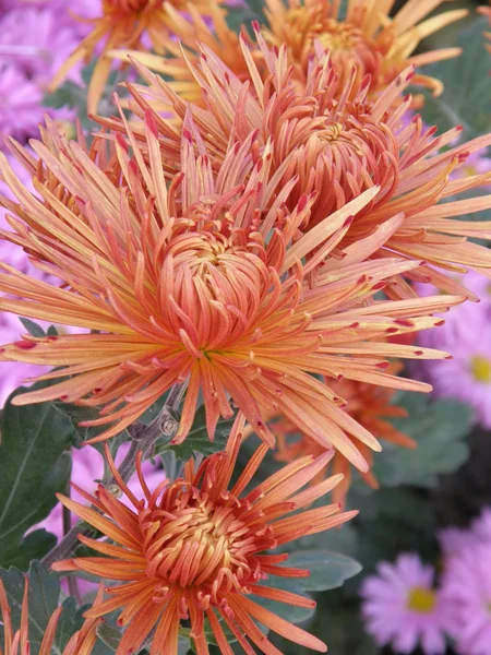 Flower of a chrysanthemum — Stock Photo, Image