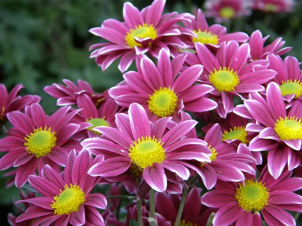 ดอกไม้ของดอกเบญจมาศ — ภาพถ่ายสต็อก