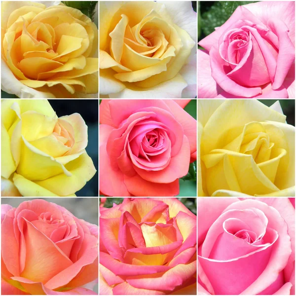 Collage de rosas de fotos — Foto de Stock