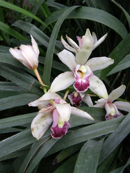 Fleur d'une orchidée — Photo
