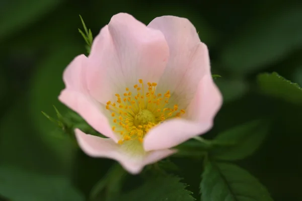 Flor de uma rosa brava — Fotografia de Stock