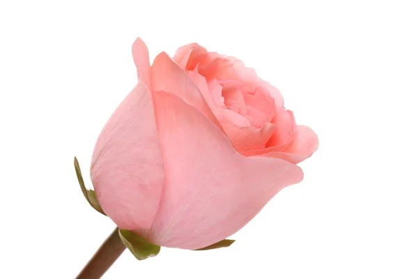 Růže. — Stock fotografie