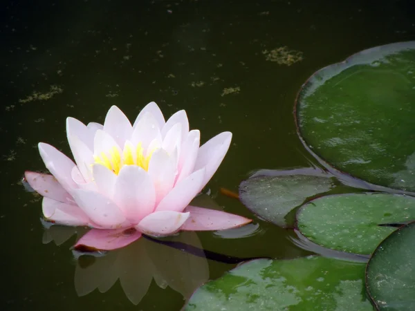 stock image Water lily