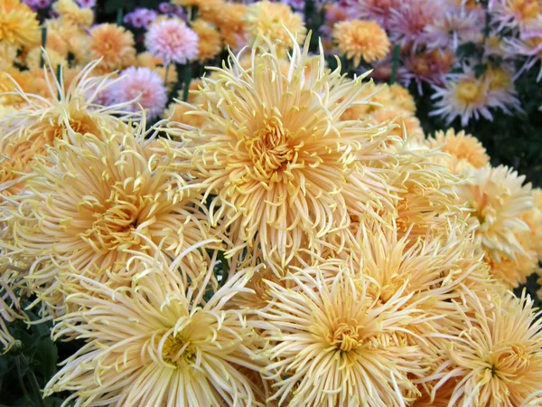 Flores de crisântemos — Fotografia de Stock