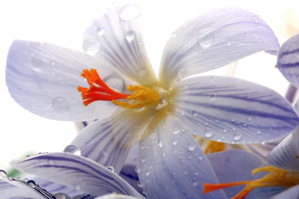 stock image Snowdrops flowers.