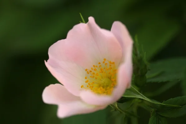 Flor de uma rosa brava . — Fotografia de Stock